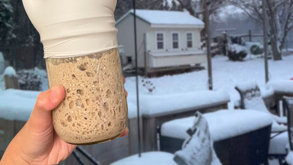 How To Feed Your Sourdough Starter in Cold Winter Temperatures?